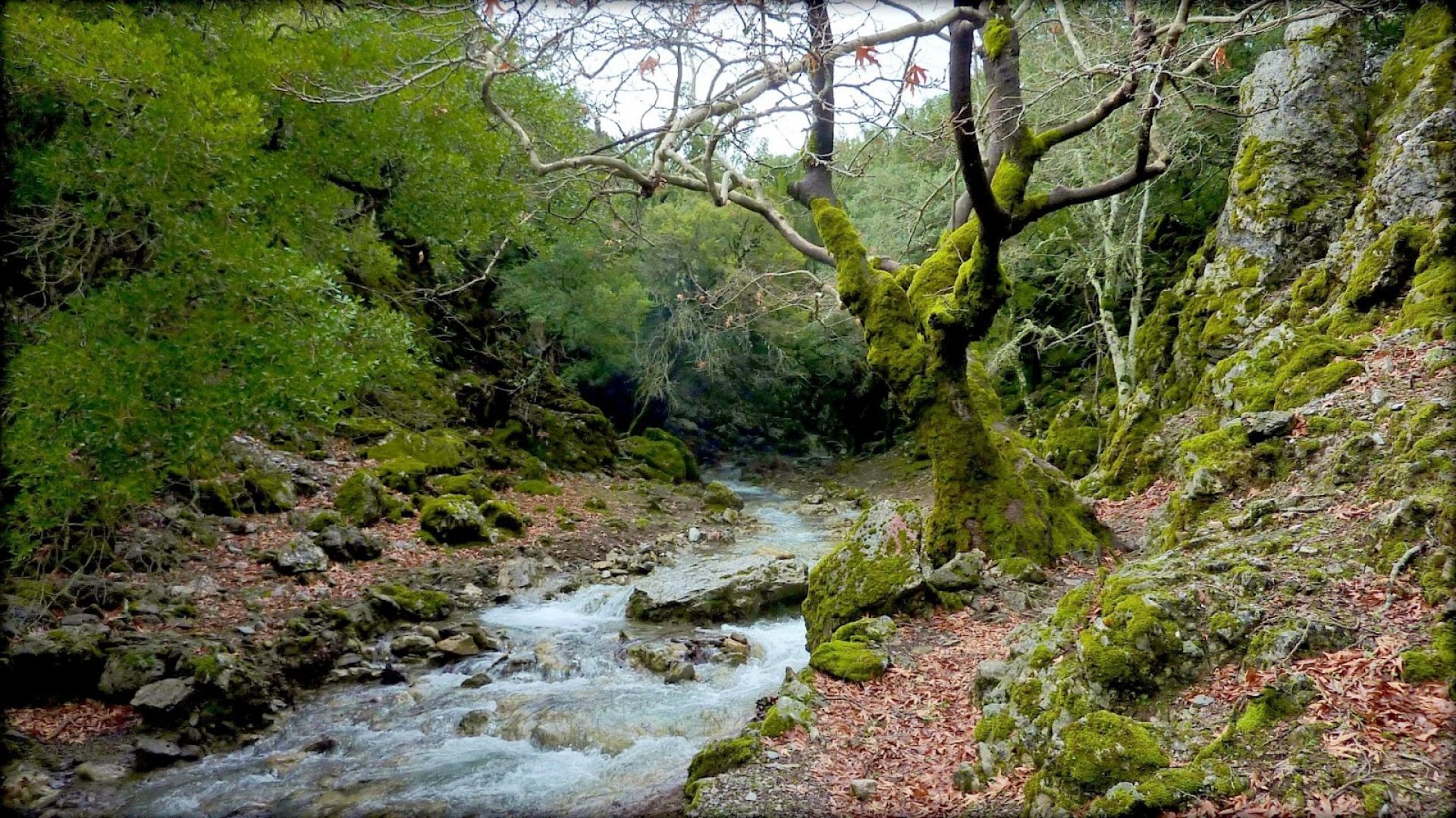 Rouvas forest